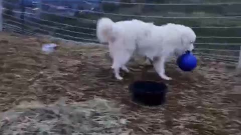 Max gets over his fear 😂 #Great Pyrenees, #lgd #homesteading #familyfarm