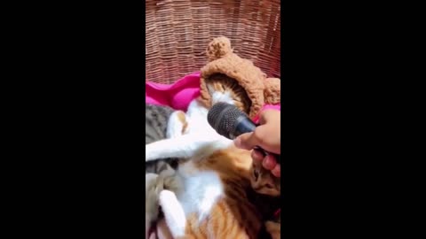 Funny animal videos Funny cats/dogs Funny animals