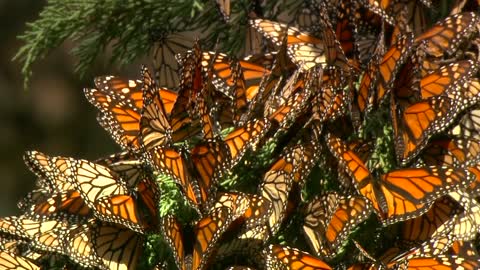 Butterflies in massive group
