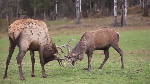 Battle Deers