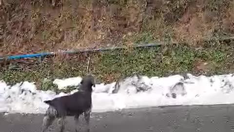 Hunting breed Dog VS Very Nervous Cat