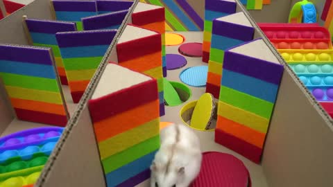 🐹 Hamster Escapes the Pop It Maze for Pets in real life 🐹 Homura Ham-15