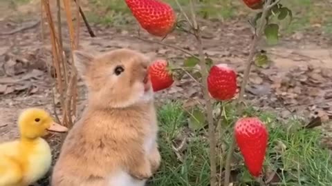 rabbit eats strawberries