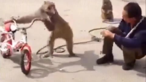 Naughty Monkey Monkey Mischief monkey funny clip funny clip