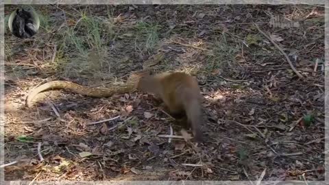 Mongoose A Very Fast Warrior Who Is Not Afraid Of Kidney - wild zapping