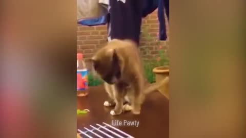 Funniest Animals 2023 😂 Funniest Cats and Dogs 😺🐶 Part 02 - Life Pawty