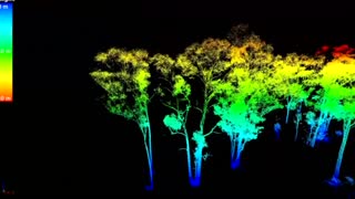3D laser mapping 'weighs' trees