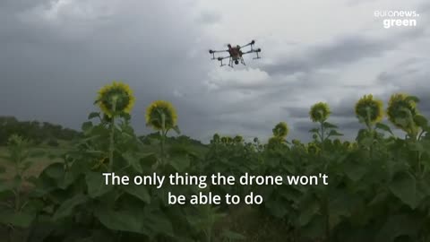 Drones plant sunflowers at a modern farm in Australia