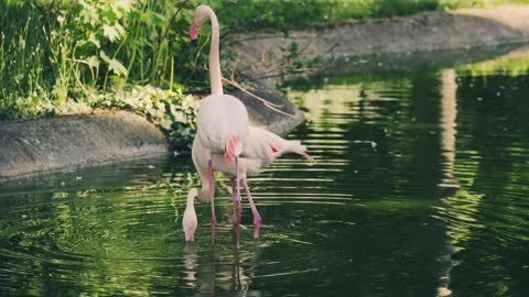 Dancing flamingo bird