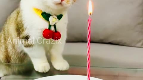 Happy Birthday Cat Video 🎆🎁 Cat Funny Birthday Video || Animal Crazix