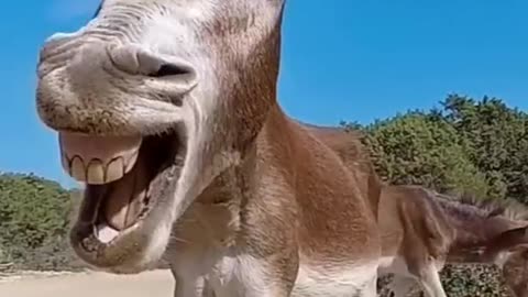 Donkey sleep time viral video