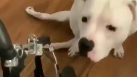 Dogs reaction of getting her first wheelchair