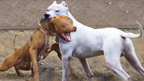 Pitbull_VS_Dogo_Argentino_-_Dogo_Argentino_VS_Pitbull_-_Blondi_Foks