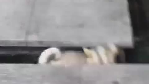 Dog Falling into the Water