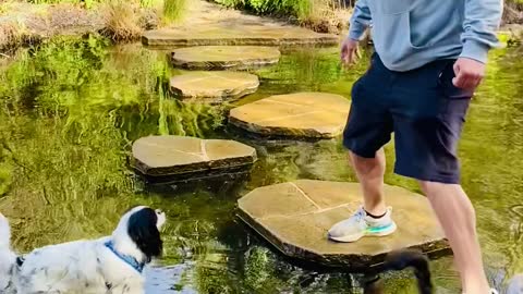 Puppy Falls in Pond