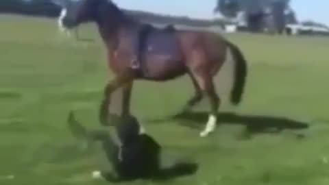 A running horse