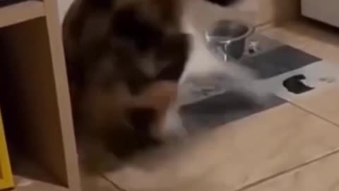 cat vs cucumber short video