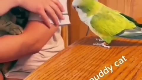 parrot talking sweet