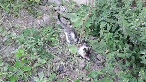 Cute little kittens are looking for something. Little Kittens are playing