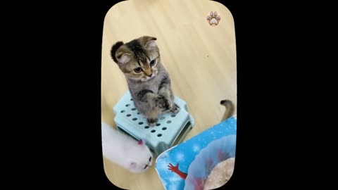 Cute little cat 😺 animals 2023 - Part 7
