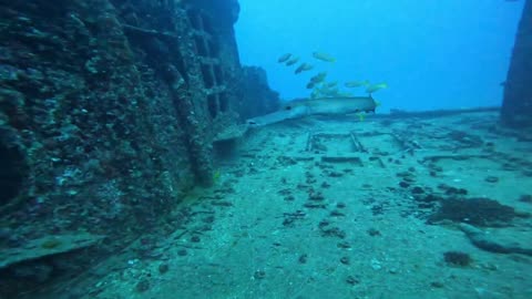 Tropical Fish Party on the Sea Tiger