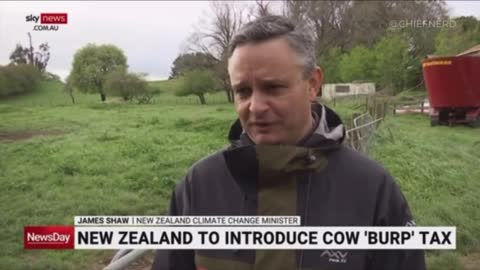New Zealand to Introduce Cow ‘Burp’ Tax to Tackle Climate Change
