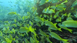 Maldives - diving with the fishes