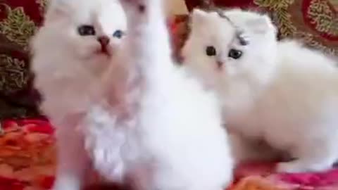 Cute Babie cats, Funny Babie cats.#cat, #cats#shorts,#short,#shortvideo.,