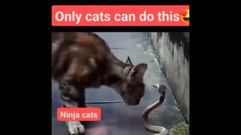 Funny Cats Ninja power