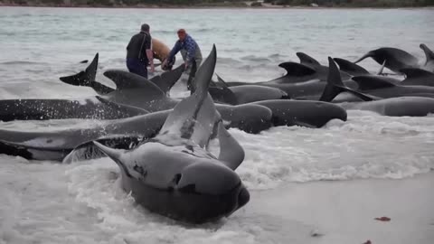 Dozens of whales die after mass stranding in Australia