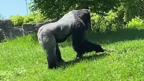 Gorilla petting a groundhog
