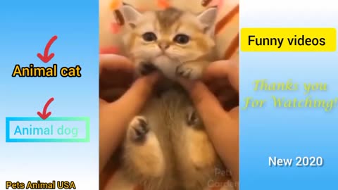 Cute pets animal USA and funny Videos Animal compilation #12