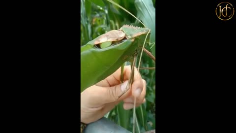 Giant Malaysian Katydid