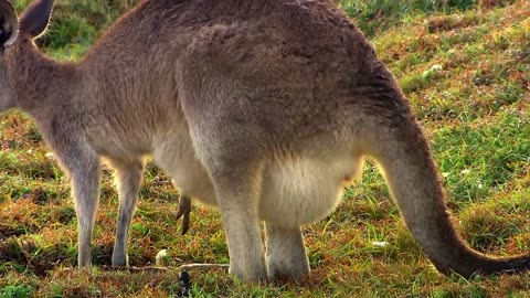 Wildlife - Episode 3- Kangaroos - Kings of the Outback | Wildlife Documentary