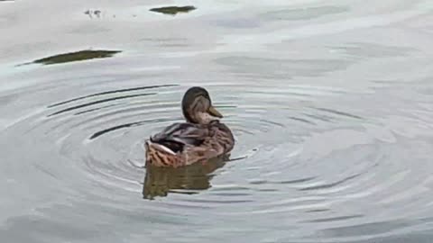 Relaxing duck bathing