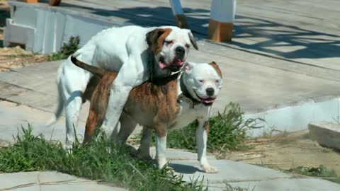 Mating Bulldog