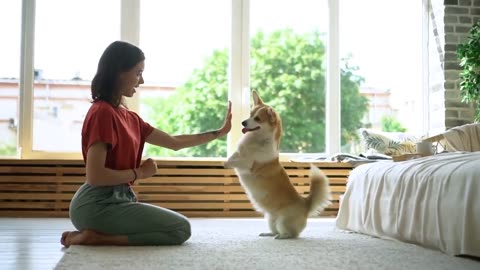 The Ten TRICKS to teach your dog at home