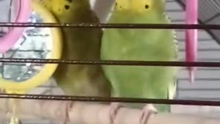 SINGING BUDGIES NIBBLES AND PICKLES