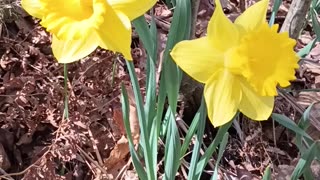 Daffodils