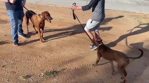 Dog Leash attack