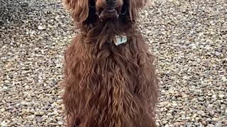 Dog's Lips Get Stuck to his Teeth