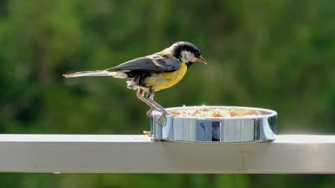 Tit Yellow Songbird Foraging Bird Animal