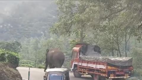 Elephant cruelty