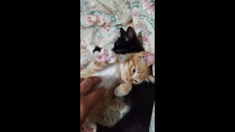 My Kittens are Funny