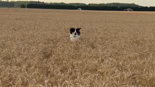 Australian Shepherd Frolics in the Wheat Field