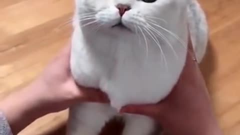 Cat satisfy video funny