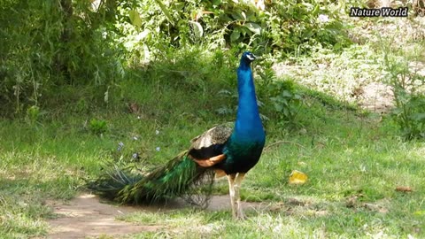 Peacock screaming Noise