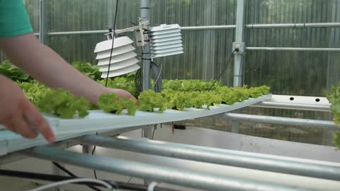 NFT Hydroponic Growing System in Two and Three Stages