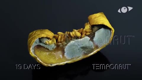 Honeydew Melon Decomposition Timelapse