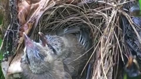 Mother bird save the babies from snake -